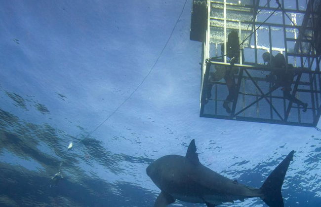 Immersioni in gabbia con i grandi squali bianchi - Tour di un'intera giornata per piccoli gruppi - Foto 3