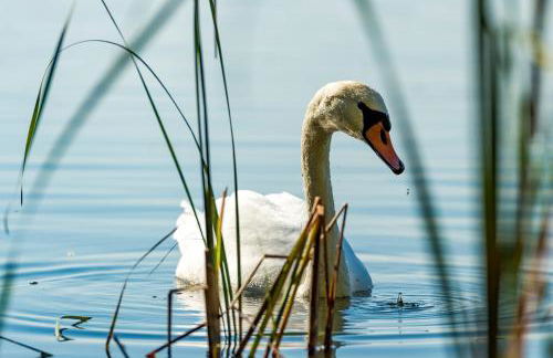Schloss Blankensee exklusiv - Foto 41