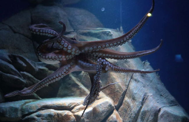 Oceanic Aquarium Ticket - Photo 4