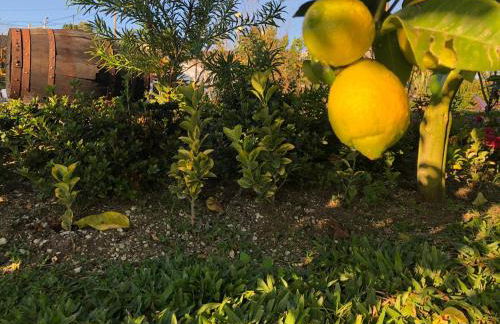 Quinta do Ovelheiro - Foto 22