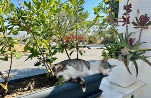 Mylos Ηome - Foto 38