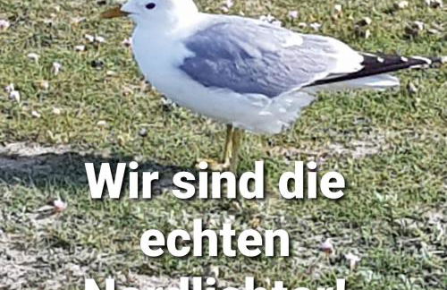 Nordsee Ferienwohnung im Künstlerhaus bei Husum - keine Monteure Arbeiter - Foto 31