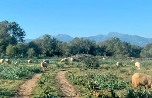 Finca na Pruna Holiday Home - Foto 6