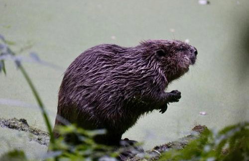 Luxury 2 Bed Woodland Cottage on Rewilding Estate - Foto 34