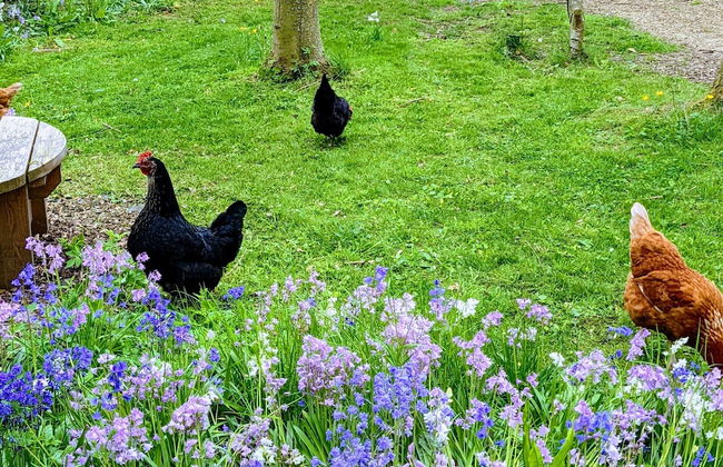 Swan Lodge With Hot Tub, Sauna and Treatments - Foto 20