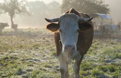Modernes Tiny House direkt am Bauernhof - Foto 14
