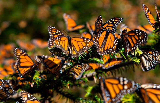 Tour in Valle de Bravo - Foto 8