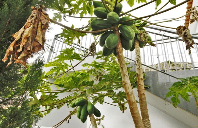 Farious Villa - Photo 32