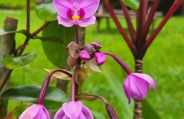 Unique Lava House by steaming crater - Photo 55