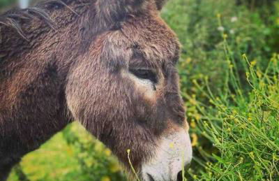 Y Boidy Bach - Photo 37