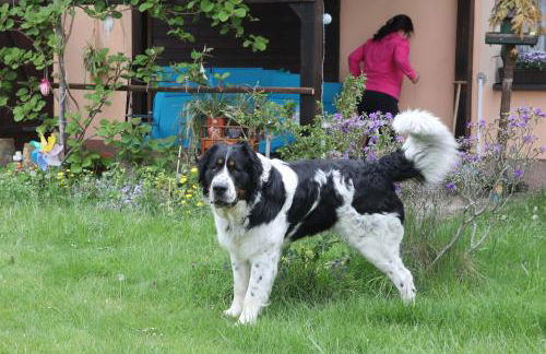 Ferienhof Höhensonne - Foto 10