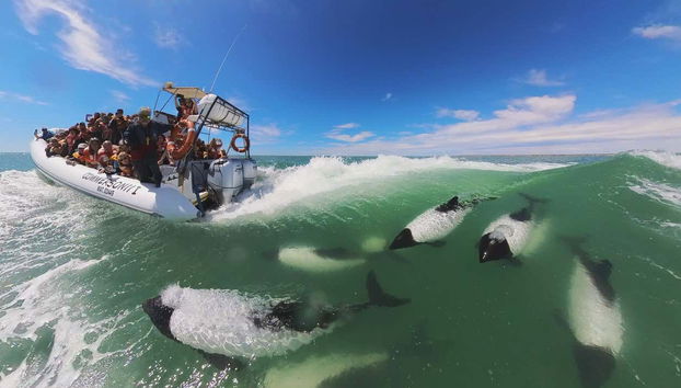 Avistamiento de delfines en Puerto Rawson - Foto 4