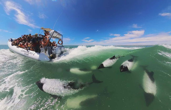 Avistamiento de delfines en Puerto Rawson - Foto 4