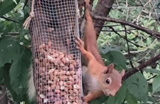 Aldernaig Mill - Photo 6