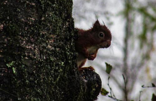 The Toll House - Photo 46