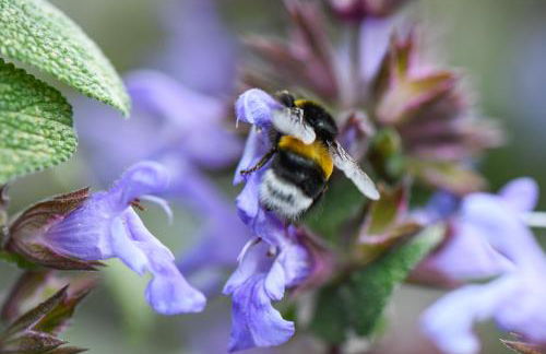 Quinta Lusitânia - Foto 49