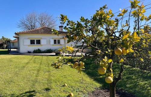 T3 Cozy Old House with XL garden - Foto 18