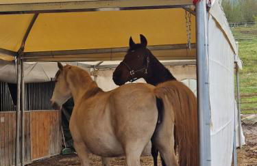 Chevaux au Soleil - Foto 30