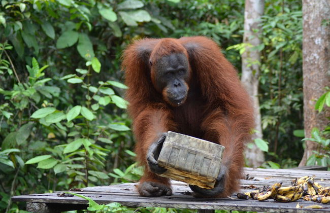 Houseboat Bee Kelotok - Foto 60
