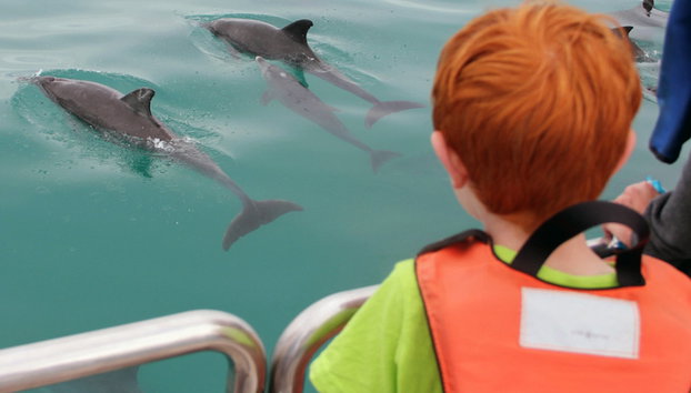 Safari de um dia inteiro: Os cinco grandes do oceano - Foto 4