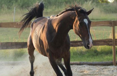 Ferienwohnung Schwalbennest - Foto 14