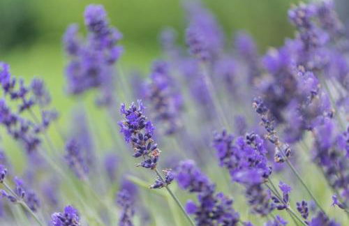 Ferienwohnung Landleben 35195 - Foto 16