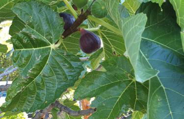 le Gecko en Provence - Foto 43