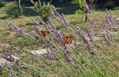 Holiday Home Čančarević - Foto 26