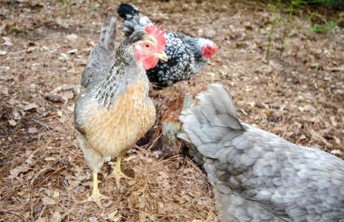 Private 1 Acre Retreat, Spa, Firepit, Gym, Chickens, King Suite, Pets - Foto 10