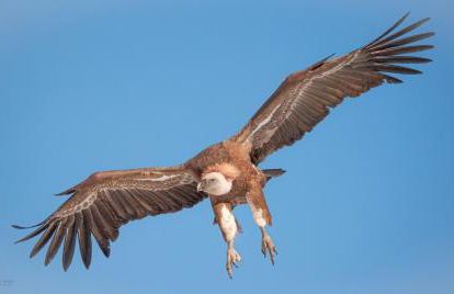 CASA RURAL REVOLCADORES - Foto 36