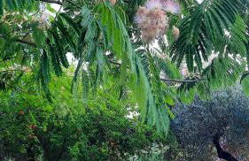 Podere Il Cerrone app Romilda con piscina - Foto 60