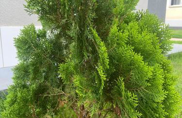 Impera House, Apt Premium - Foto 22