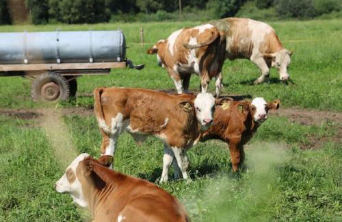 Wolfeicherhof - Foto 7