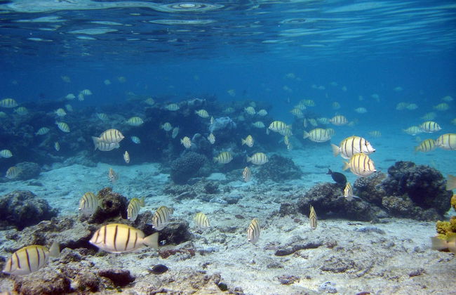 Tahiti Sail and Dive - Foto 31