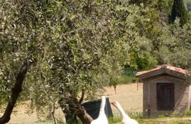 Azienda Agrituristica Il Moraiolo - Photo 7