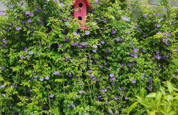 Recanto das Pretinhas - Photo 26