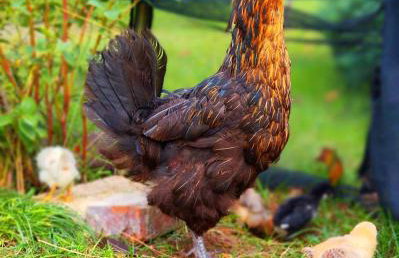 Żurawisko - Domki wśród natury - Foto 8