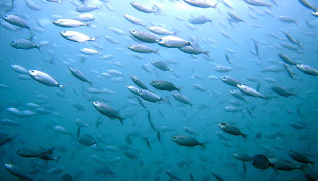Banco de peces en aguas del mar Cantábrico