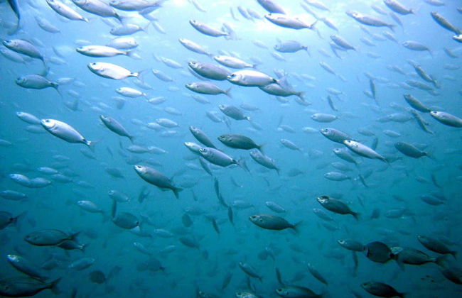 Baptême de plongée à Castro Urdiales - Photo 3