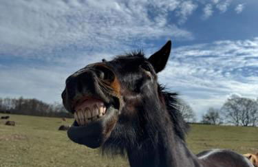 Happy Place am Plauer See - Foto 13