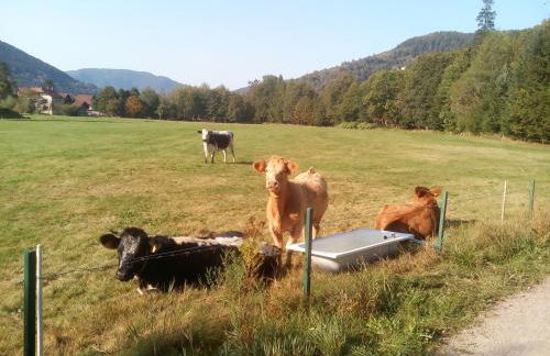 Escale Bussenette - Foto 12