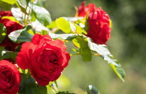 Villa Paradiso - Foto 39