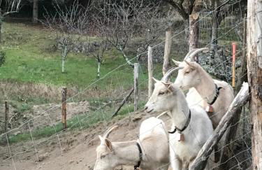 Gîte des 3 vallées - Le soleil des Cévennes - Foto 28