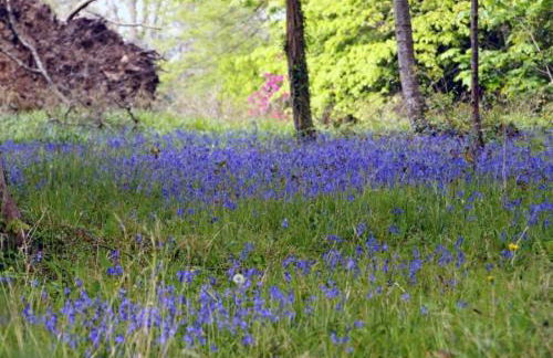 Betty’s Hideaway - Photo 33