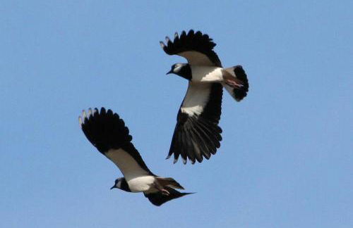 Easter Corrie Cottages - Foto 24