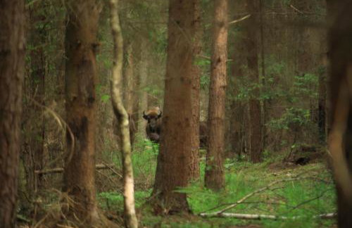 Nasze Podlasie, Domek w Dubiczach Cerkiewnych - Foto 29