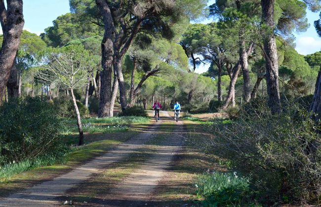 Bike Tour through the Odiel Marshes - Photo 2