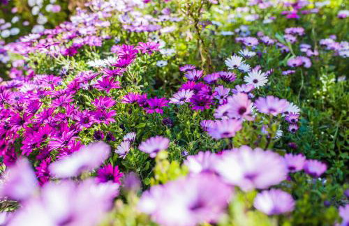 LA CASETTA DEI FIORI VI3078 - Foto 42