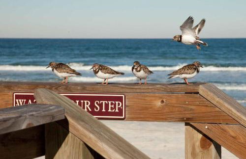 404 - 2/2 Ocean View Gem - Foto 38