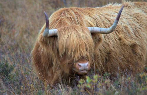 Rosemount Bothy - Highland Cottage - Foto 68